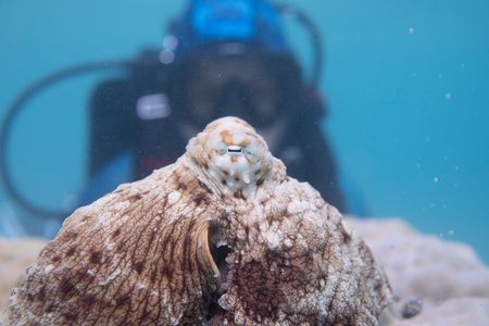 Dr. Alex Schnell observes a Day octopus (Octopus cyanea) on the Great Barrier Reef.   (photo credit: National Geographic/Craig Parry)