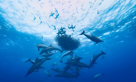A tightly packed bait ball, with circling dolphins and shearwaters.  (credit: National Geographic/Bertie Gregory)