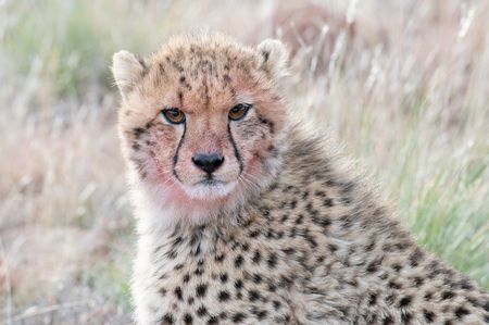 A cheetah cub with blood on its face in Mount Camdeboo, South Africa. (National Geographic/Virginia Quinn)