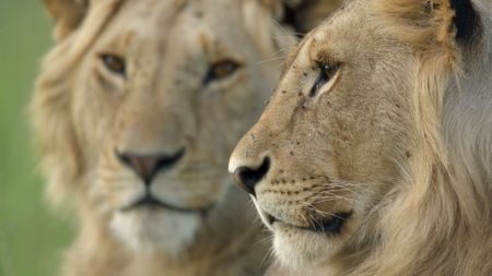 Kio in focus next to his one of his big brothers. (National Geographic/Sophie Darlington)