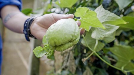 Restaurant owner and Chef Rolando Chamorro holds a chayote squash he will use to prepare a vegan ceviche at his restaurant in Hacienda Mamecillo, Boquete, Panama. (National Geographic for Disney/Missy Bania)