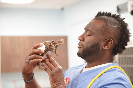 Dr. Hodges goes nose-to-beak with Boxer, the turtle. (National Geographic for Disney/Sean Grevencamp)