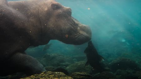 A barbel fish coming up to clean the skin of a hippo. (National Geographic)