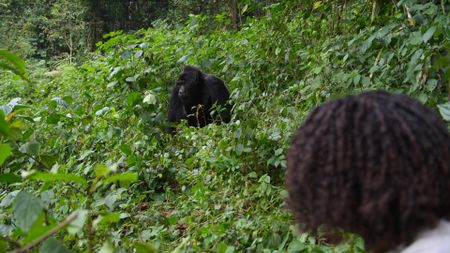 National Geographic Explorer Dr. Gladys Kalema-Zikusoka observes a gorilla from behind in dense vegetation. (National Geographic)