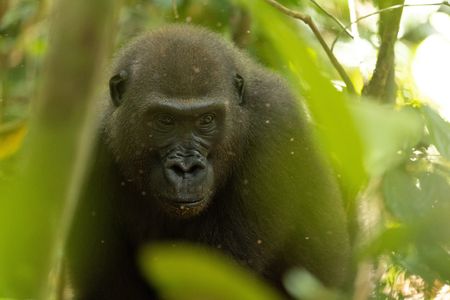 A young female western lowland gorilla in the forests of central Africa. (National Geographic/Kate Laurie)