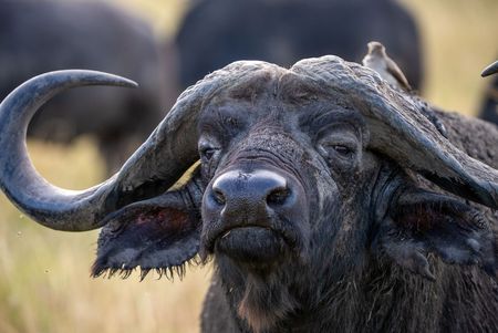 A buffalo sniffs the air. (National Geographic/Claire Spelling)