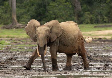 A forest elephant walking in Dzanga Bai. (National Geographic/Kate Laurie)