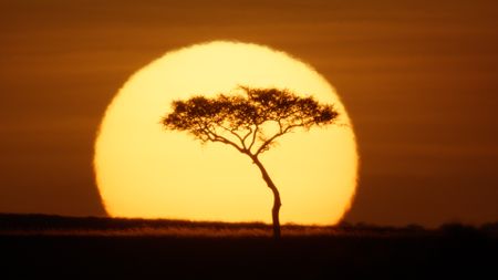 A lone tree is silhouetted against the rising sun in Maasai Mara, Kenya. (National Geographic/Sophie Darlington)