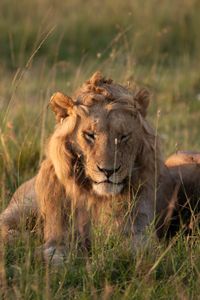 Nzuri, one of Kio's brothers, sits relaxed with his eyes half shut. (National Geographic/Claire Arthur)