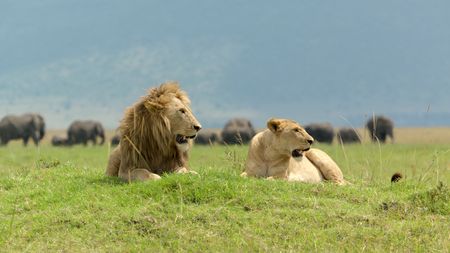 Ukingo sits next to a female in their territory. (National Geographic/Sophie Darlington)