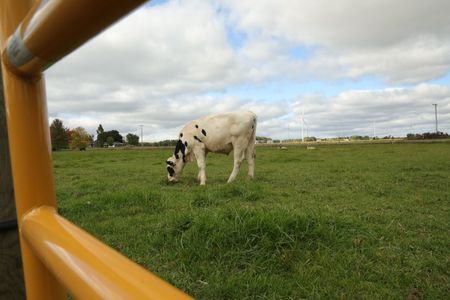 Ben's cow, Porter, grazes in the animal pasture. (National Geographic)