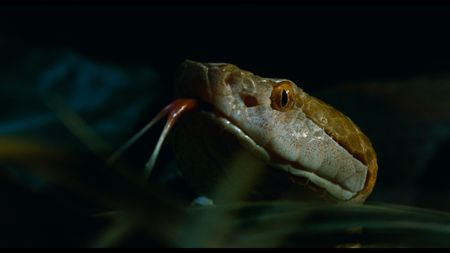 A copperhead Viper snake waits patiently to strike.  (credit: National Geographic)