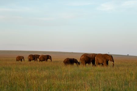 A small elephant family grazes together in the open grassland, moving slowly and peacefully as they feed. (National Geographic/Joe Treddenick)
