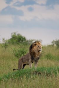 Olepolos, one of the three pride males, scans his surroundings for any sign of activity. (National Geographic/Joe Treddenick)