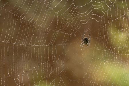 A Darwin's bark spider spinning a web over a lake in Madagascar's rainforest to hunt dragonflies. These spiders build the largest orb-webs in the world. (National Geographic/Simon Lewis)