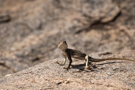 An agama lizard sits on a rock in Tanzania's Serengeti National Park. (National Geographic/Alicia Russo)