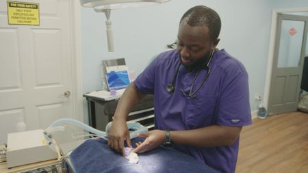 Surgery tech Paul gets Coco, the dwarf hamster, ready for a tricky surgery. (National Geographic for Disney)