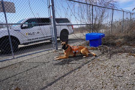 Zeus the dog, part of the Wildlife Wontrol at Toronto Pearson International Airport. (Arrow International Media Ltd & Cantina Media)