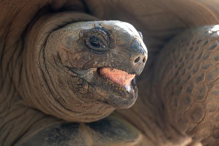 An Aldabra giant tortoise. (National Geographic/Berenice Mathieu)