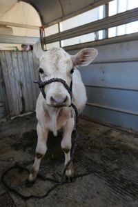 Dale Owens' steer stands in his trailer, ready to go home. (National Geographic)