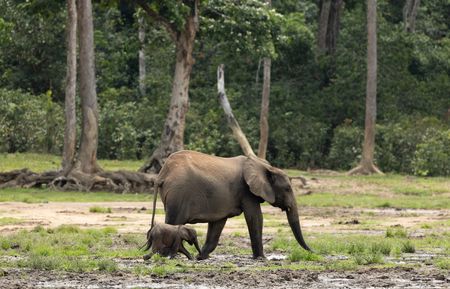 An adult forest elephant and calf walking in Dzanga Bai. (National Geographic/Kate Laurie)