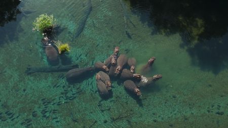 Hippos resting in the crystal clear waters of Mzima Springs in Kenya. (National Geographic)