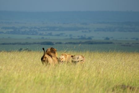 One of the pride males directs aggression toward Kio’s oldest brother, whose large mane and growing size draws the brunt of the challenge. (National Geographic/Abigail Brown)