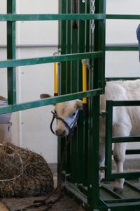 Dale Smith's steer stands in a cattle chute, waiting for his exam. (National Geographic)
