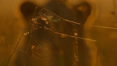 A detail of a spiderweb with a lion standing behind it. (National Geographic/Mark MacEwan)