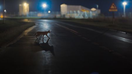 A serval crossing a road near the Secunda Power Plant in South Africa. (National Geographic)