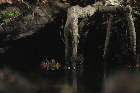 A dwarf crocodile raises its head above the water in Gabon's swamp forest. (National Geographic/Clement Kiragu)