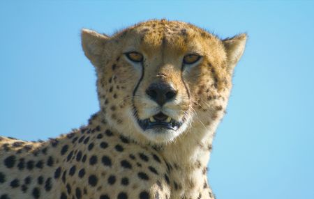 A cheetah in the Serengeti National Park. (credit: National Geographic/Tom Walker)