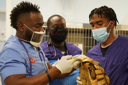 Dr. Hodges goes searching for any type of blockage in Taft the tortoise's rear end preventing him from defecating. (National Geographic for Disney/Felix Rojas)