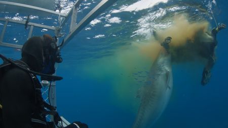Shark expert Charlie Huveneers dives with huge Tiger Sharks in Norfolk Island, Australia as he investigates why the sharks here get so big.   (National Geographic)