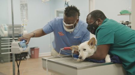 Dr. Hodges and surgery tech Paul monitor Koda, the dog, who had a seizure. (National Geographic for Disney)