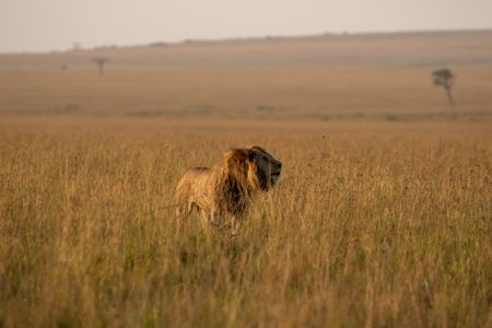 In his new territory, one of Kio’s brothers stands tall in the grasslands, readying himself to roar. (National Geographic/Claire Arthur)