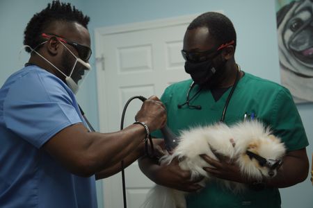 Surgery tech Paul holds Meghan Toto, the dog, while Dr. Hodges gives a laser therapy. (National Geographic for Disney/Sean Grevencamp)