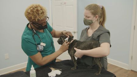 Senior vet tech Andrea cleans the ears of Hannah, the French Bulldog. (National Geographic for Disney)