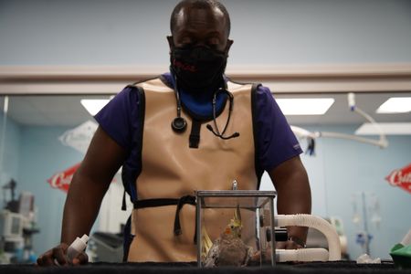 Surgery tech, Paul Johnson, patiently waits for Rae, the cockatiel, to completely go under anesthesia. (National Geographic for Disney/Felix Rojas)
