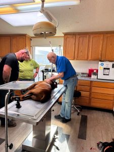 Dr. Pol works quickly to remove pesky porcupine quills from a boxer's face. (National Geographic/Jeffrey Hawkes)