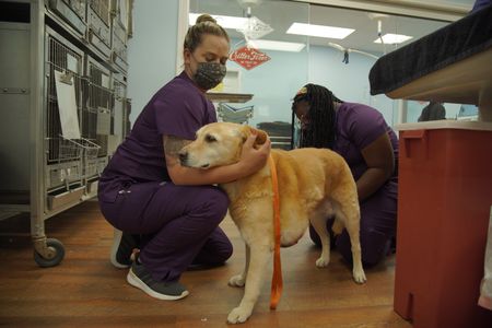 Vet tech Jordan comforts Duchess, the Yellow Lab. (National Geographic for Disney/Sean Grevencamp)