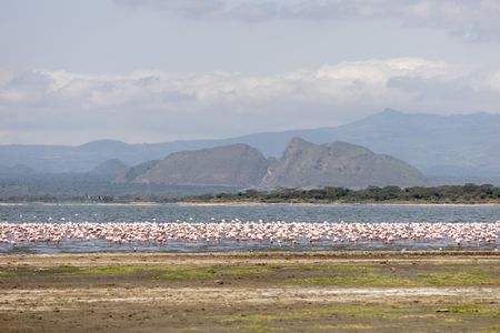 A large flock of lesser flamingos feeding on algae at Lake Elmenteita. (National Geographic/Alicia Russo)