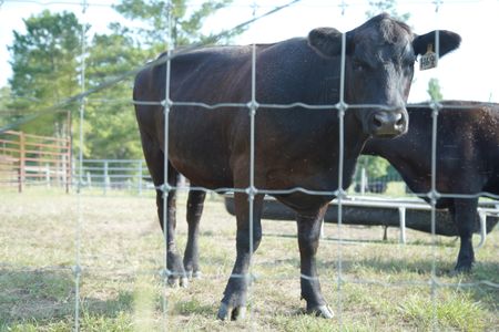 One of the cows at VSquared Farm is going to give a lucky little girl her dream come true. (National Geographic for Disney/Nicholas Reaves)