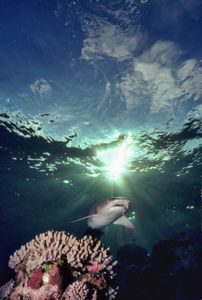 Shark with sun shining behind it around 1971. (photo credit: Ron & Valerie Taylor)