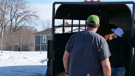 Dr. Ben Schroeder watches as owner Cole Schmidt begins to lead his horse Sweetheart out of the trailer. (National Geographic)