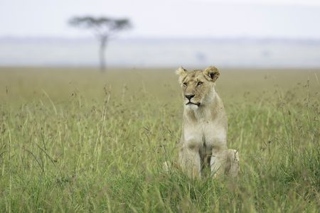 One of the pride's females sits relaxed in the grassland. (National Geographic/Laura McCamley)