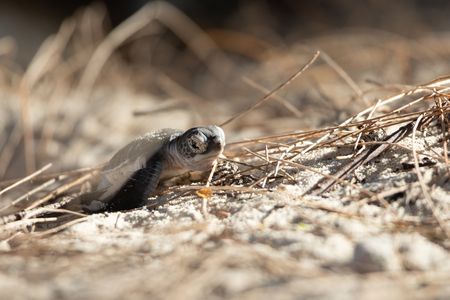 A green turtle hatchling leaving its nest on a beach. (National Geographic/Lydia Baines)