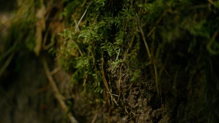 Sphagnum (or peat) moss in bog. (2023 BOG PEOPLE SEASON ONE INC.)