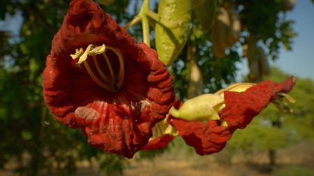 Mopane flies buzz around a flower. (Credit: Content Mint)