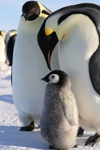 A chick with two adults in the golden light.  (credit: National Geographic/Alex Ponniah)